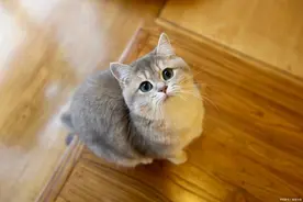 猫居然也会患糖尿病？铲屎官要注意这几个原因图片