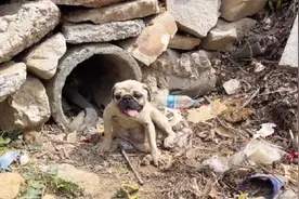 辽宁：委屈巴巴的巴哥犬，见人就摇尾巴，小哥：排水沟不再是你家图片