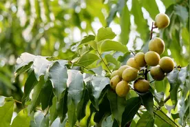 无患子为什么叫“鬼见愁”？这种奇特的植物，在生活中也很常见图片