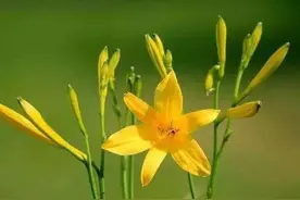 有毒蔬菜盘点之——黄花菜图片