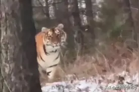 男子路遇东北虎，僵持对视一分钟...图片