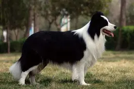 狗界中最聪明的5种狗，有您的爱犬吗？图片