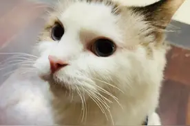 一只高空坠落至骨折的布偶猫，22天的阶段康复记录图片