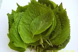 “时光荏苒”中的“荏苒”其实指的就是苏子叶.图片