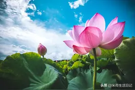 80后鼻咽癌经历者米荷自述26：两次活检结果不明，自费免疫组化图片