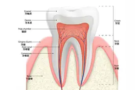 全身哪个地方最硬？10个有趣的人体冷知识图片