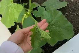 种南瓜的8个关键点，现在正是种瓜的好时候，赶紧看看图片