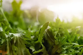 爱吃茼蒿的朋友注意：茼蒿营养鲜香，但两类人群要少吃或不吃图片
