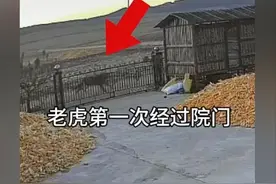 东北虎伤人后续！警方出动无人机找到老虎，但其速度太快无法抓捕图片