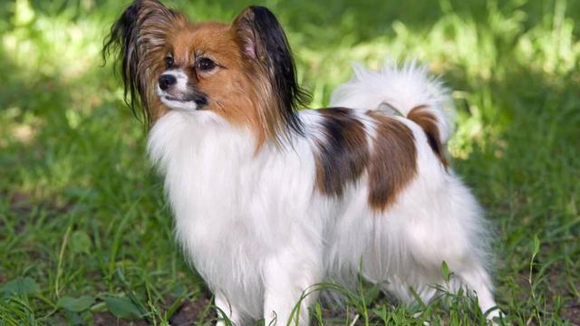 养狗"首选"这8种狗,不仅便宜,还好养