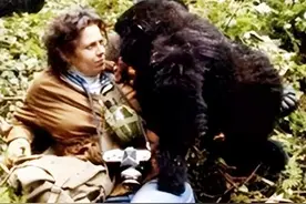 人兽真能杂交？日本批准“人兽杂交嵌合体实验”，是福还是祸？图片