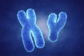 人的性别竟然不止有男女两种？图片