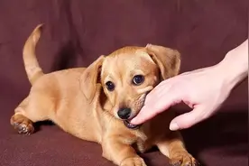 狗狗这些表现说明缺少“教养”，再不管教，全家人都丢脸图片