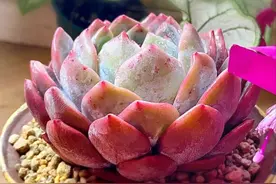 赏多肉，忆童年！闲与不嫌，都来听听我的窘事一箩筐！图片