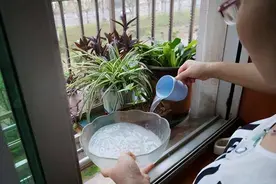 养花土“硬如石”？半月浇碗“大肥水”，松软如面包，再不怕板结图片