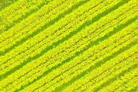 宾阳：油菜花招蜂迎客图片