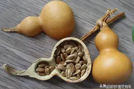 想让葫芦籽发芽？看这里就对了图片