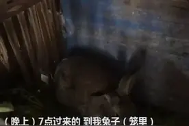 四川一豹猫进村偷吃10多只兔子，谁来赔？四川为何没有补偿机制？图片