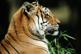 大年初一，吉林延边东北虎下山，咬死一只家犬图片