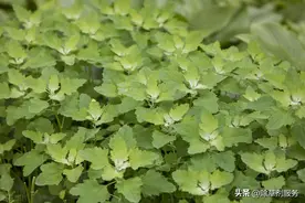 除草剂2甲4氯的使用小妙招图片