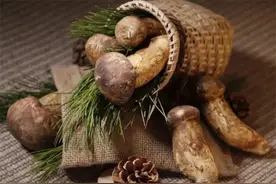 新鲜松茸储存方法，这样存放一年不变味，吃时不解冻口感好香味浓图片