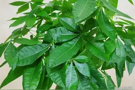 发财树的养殖方法和注意事项，4个技巧，茂密葱绿长老高图片