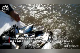 磁县：增殖放流 11万斤鱼苗投放岳城水库图片