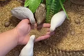 精致喂养宠物100天，再把它杀死、煎烤、吃掉…图片