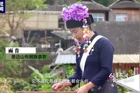 最早发现茶驯化茶的民族是哪个？探秘景迈山万亩古茶林图片