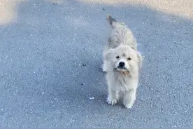 那只把自己最乖巧的孩子送给小姐姐的小流浪，后来怎么样了？图片