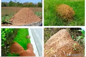 多地出现，毒性强，千万别碰！发现这种红土堆请及时报告图片