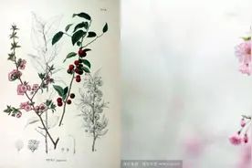 关于樱花的冷知识图片