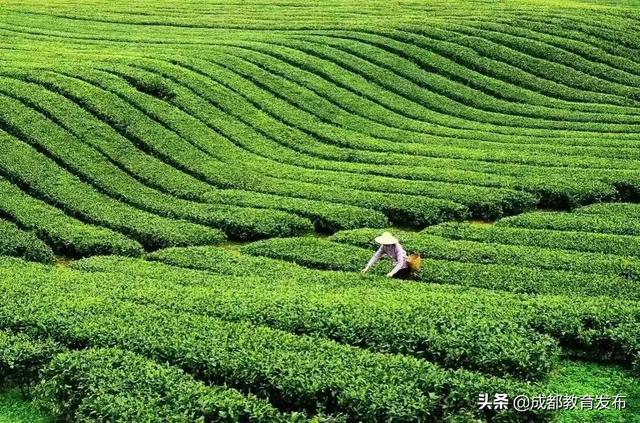 互联网助农，成都这所学校把社会实践玩出新高度！获新华社点赞