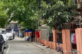 老树变危树？谁来鉴定？如何移除？上海老小区居民的“烦心事”图片