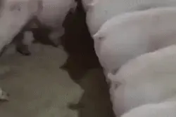 盘点搞笑娱乐动图图片