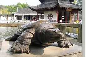 怀念苏州西园寺的斑鳖图片