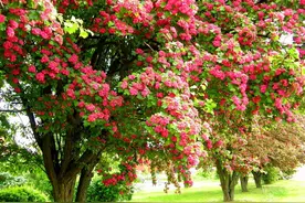 绿化工程上，有哪些树，一棵能卖3000-4000元？图片