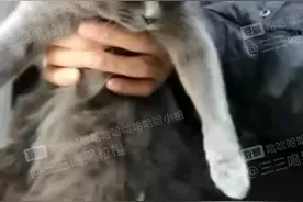 关于我爷爷弄丢了我的猫，买了一只想以假乱真...图片