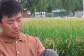 王宝强到农村割稻谷，动作娴熟自称地道农民，女友蹲地帮忙不嫌脏图片