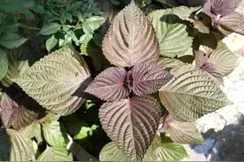 紫苏全身都是宝，尤其是这3个部位有妙用，一文带你了解它！图片