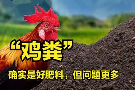 “鸡粪”确实是好肥料，但用不好烦恼更大，使用一定要记住这4点图片
