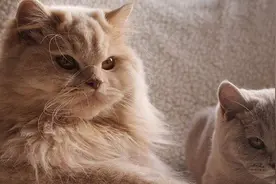 实不相瞒，猫咪“绝育”后，会有这4个变化！图片