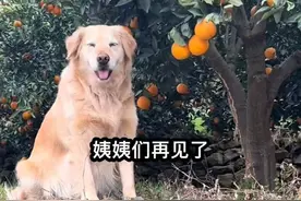 网红小狗“毛毛”离世，知情人：毛毛改善了家里的经济状况，带动了当地文旅、农产品图片