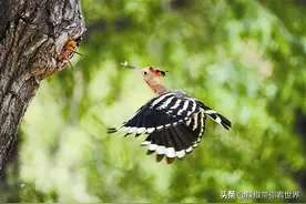 壮美内蒙古：畅游通辽 极尽风情 寻梦科尔沁 赏飞鸟之都 探宝矿之藏图片