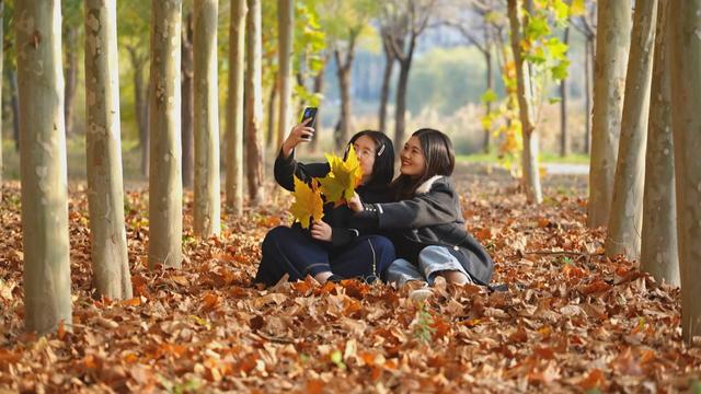 菏泽成武：法桐披金妆胜画 秋色流韵诗韵长