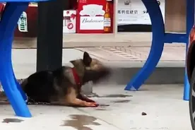 男子称狗吓到孩子，把狗狗舌头几乎砍断，住户称：残不残忍啊图片