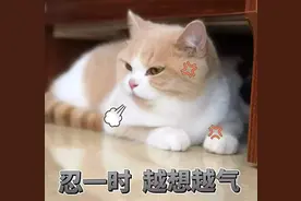 猫咪生气表现等级，达到最后一级，说明你被恨惨了图片