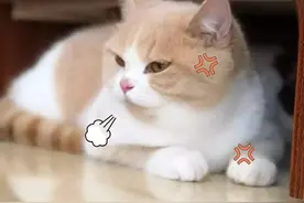 猫咪生气表现等级，达到最后一级，说明你被恨惨了图片