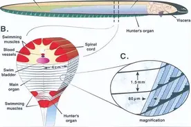 世界上有能够放电的生物，比如电鳗，为什么没有会喷火的动物？图片