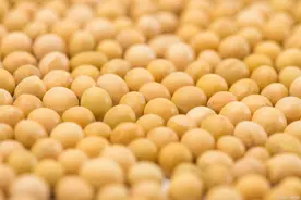 一斤黄豆可以代替多少斤豆粕？1斤？3斤？图片